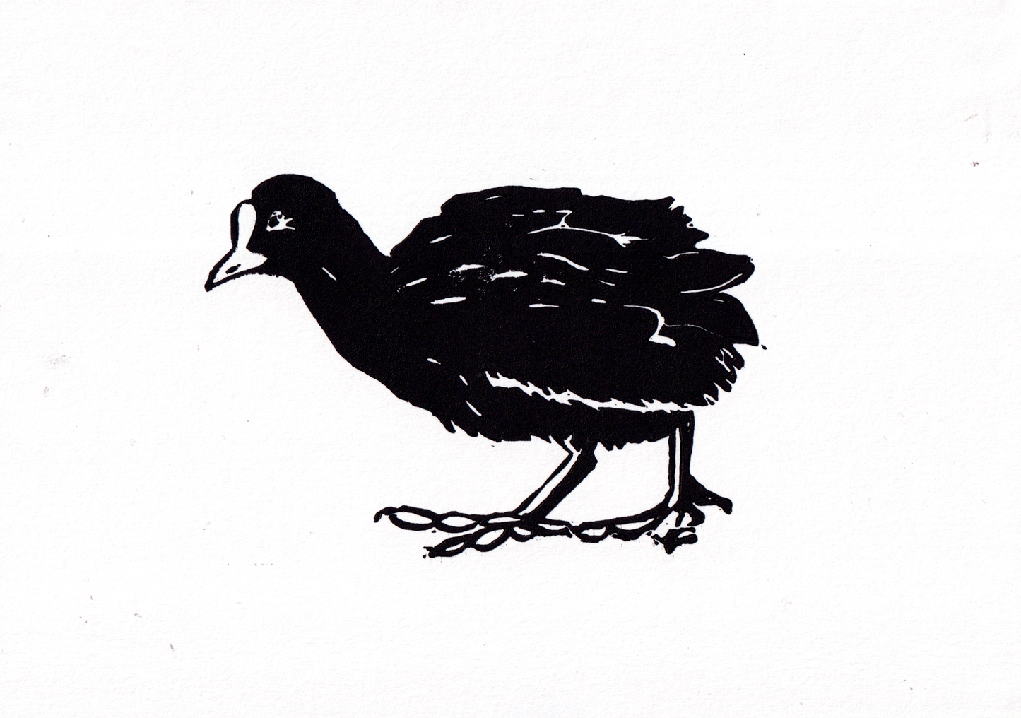 ‘Three Waterfowl: Coot' Open Edition Lino Print