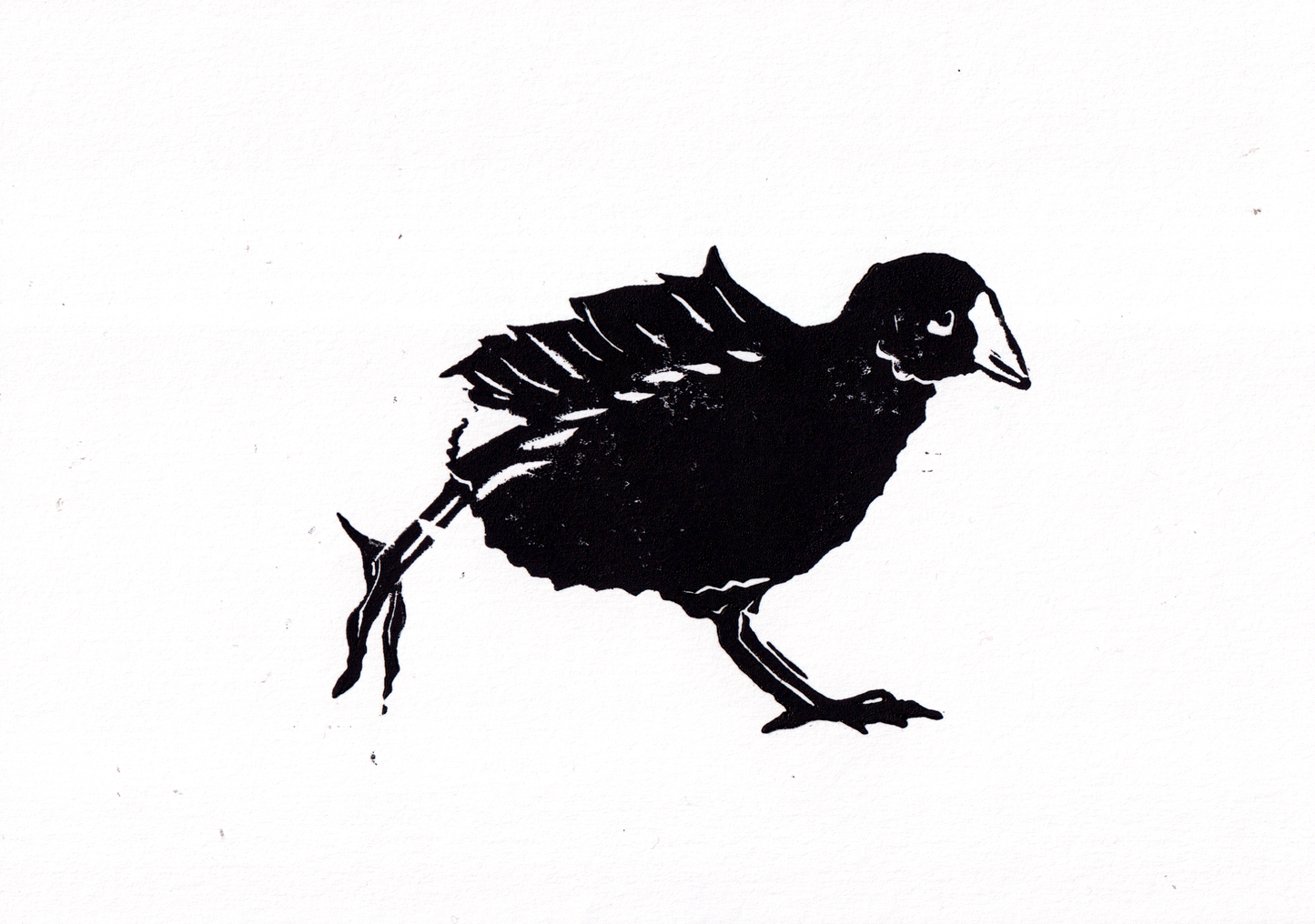 ‘Three Waterfowl: Moorhen' Open Edition Lino Print