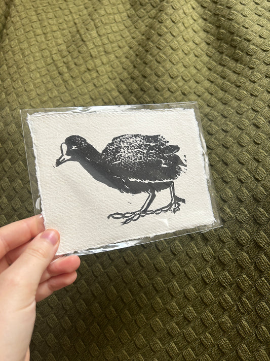 ‘Three Waterfowl: Coot' Lino Print (textured paper)