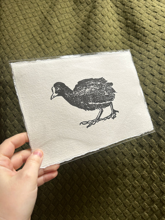‘Three Waterfowl: Coot' Lino Print (textured paper)